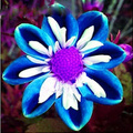 Meadowlark Dental's profile picture