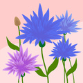 Smilebody - Holistic Dental & Medical Wellbeing's profile picture